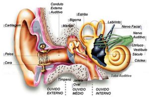 Audição e perda auditiva Audição e perda auditiva